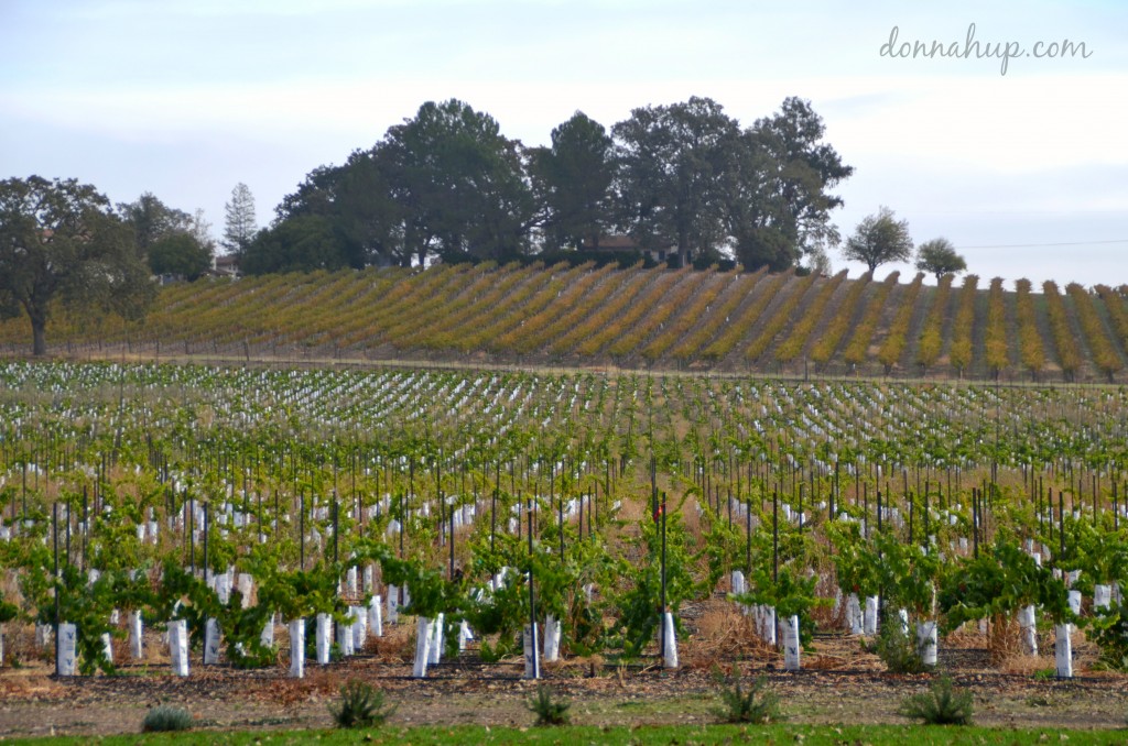 Rows of grapevines at a vineyard.