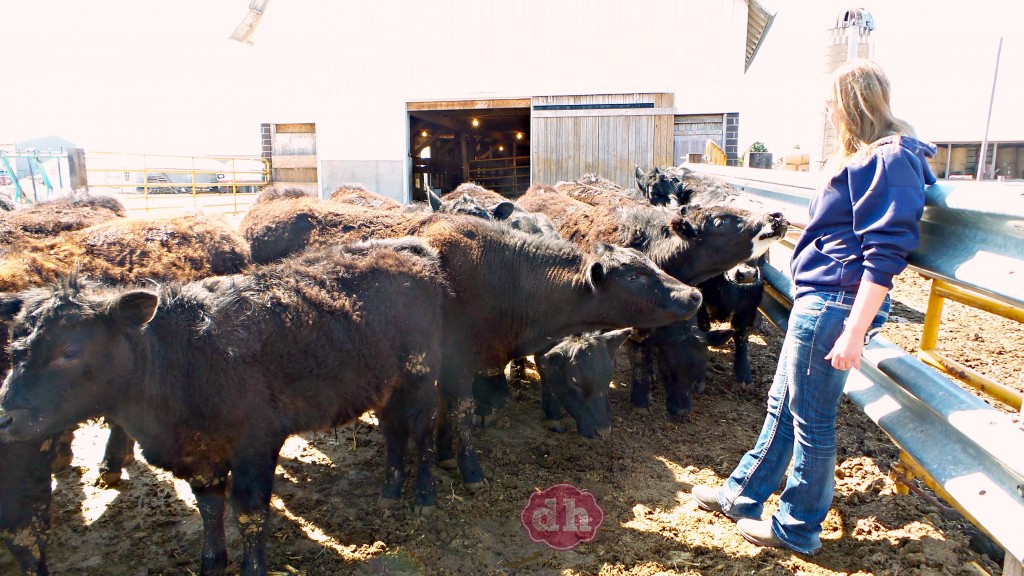 A Visit to SkyView Farms #FarmLife #NorthIowa 