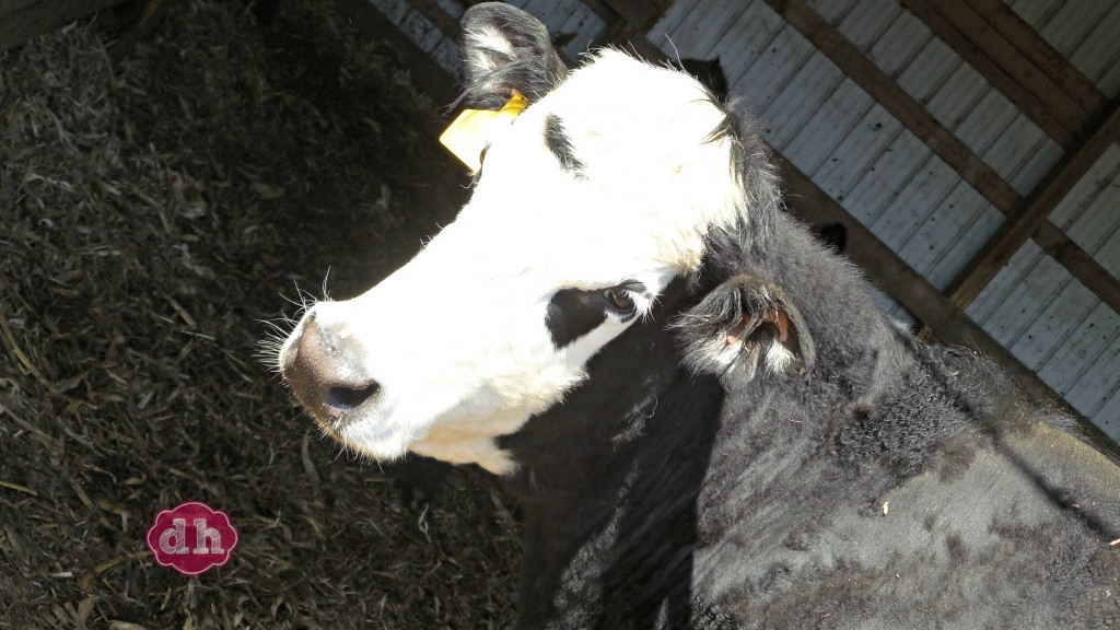 A Visit to SkyView Farms #FarmLife #NorthIowa 