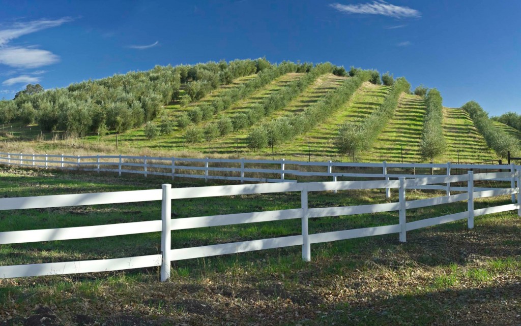 Pasolivo Olive Vineyard #travel #california