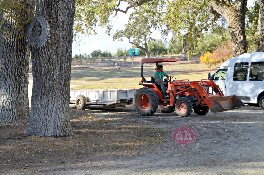 Pasolivo Olive Vineyard #travel #california