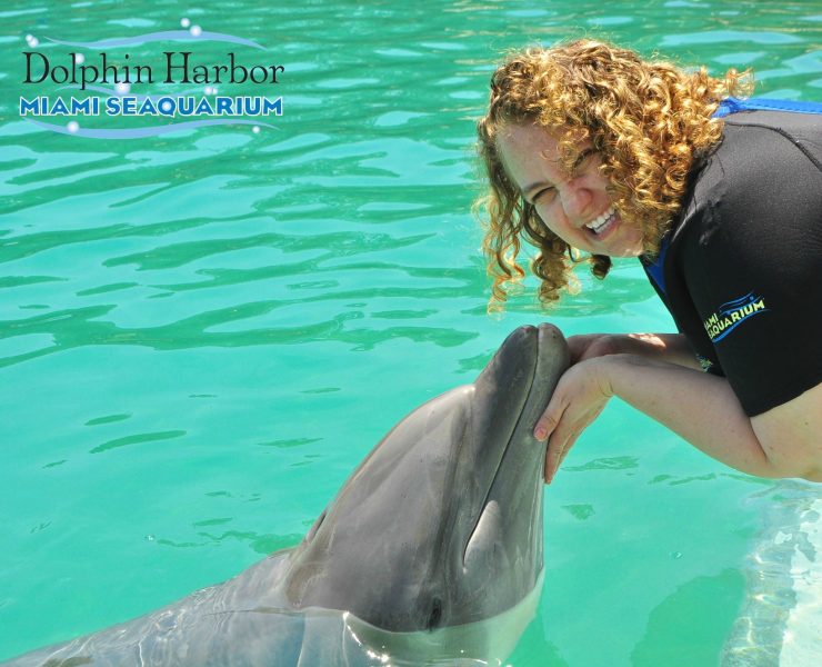 Swim With Dolphins Miami Seaquarium Dolphin Encounter