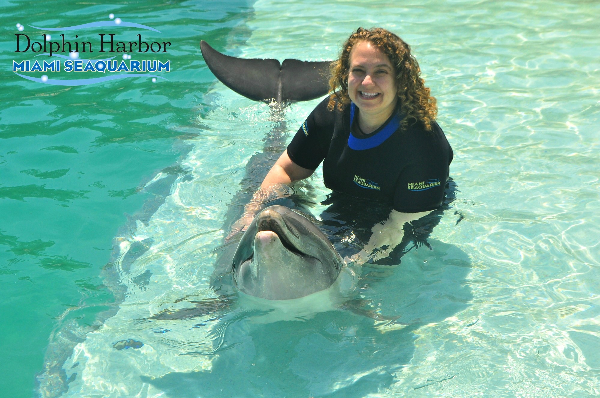Swim with Dolphins Miami Seaquarium Dolphin Encounter