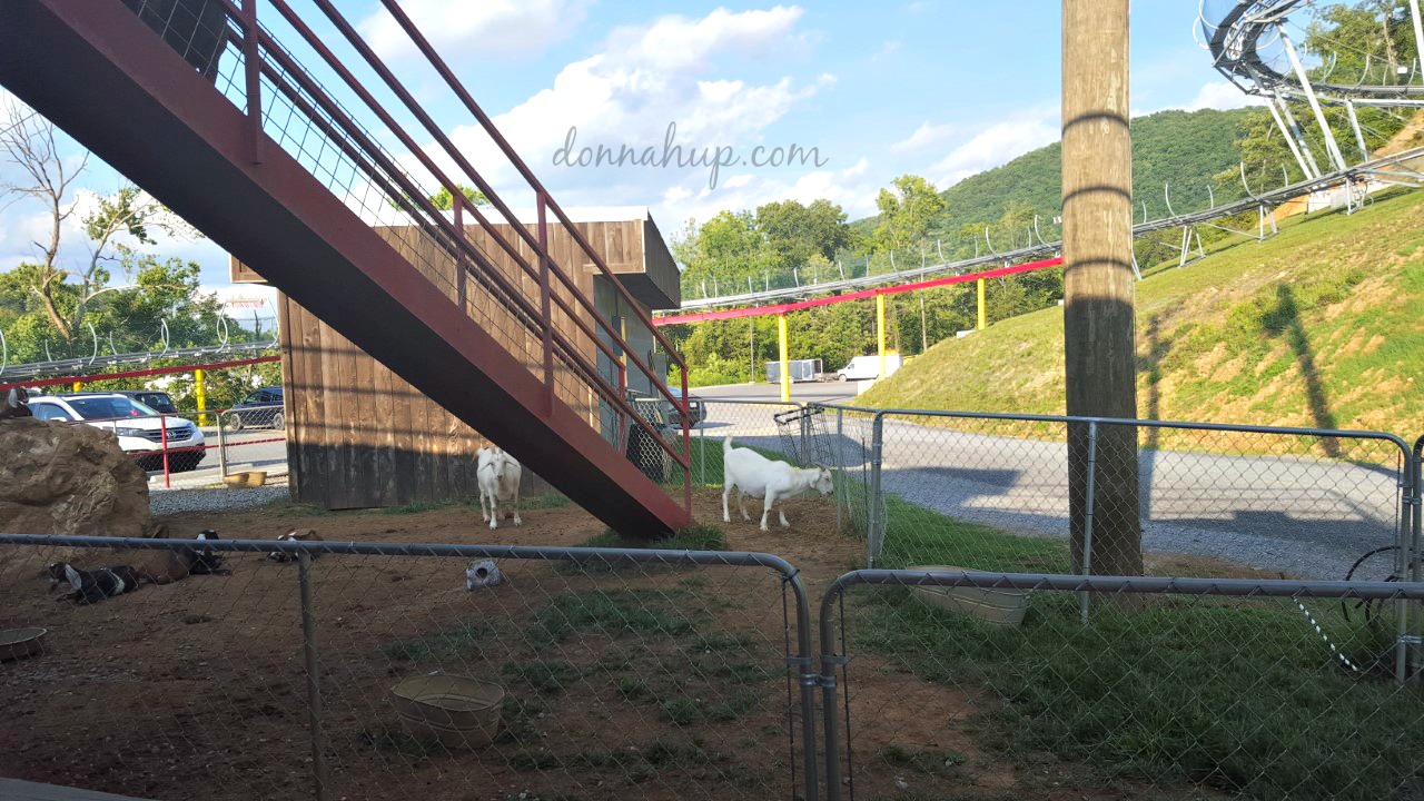 Goats on the Roof