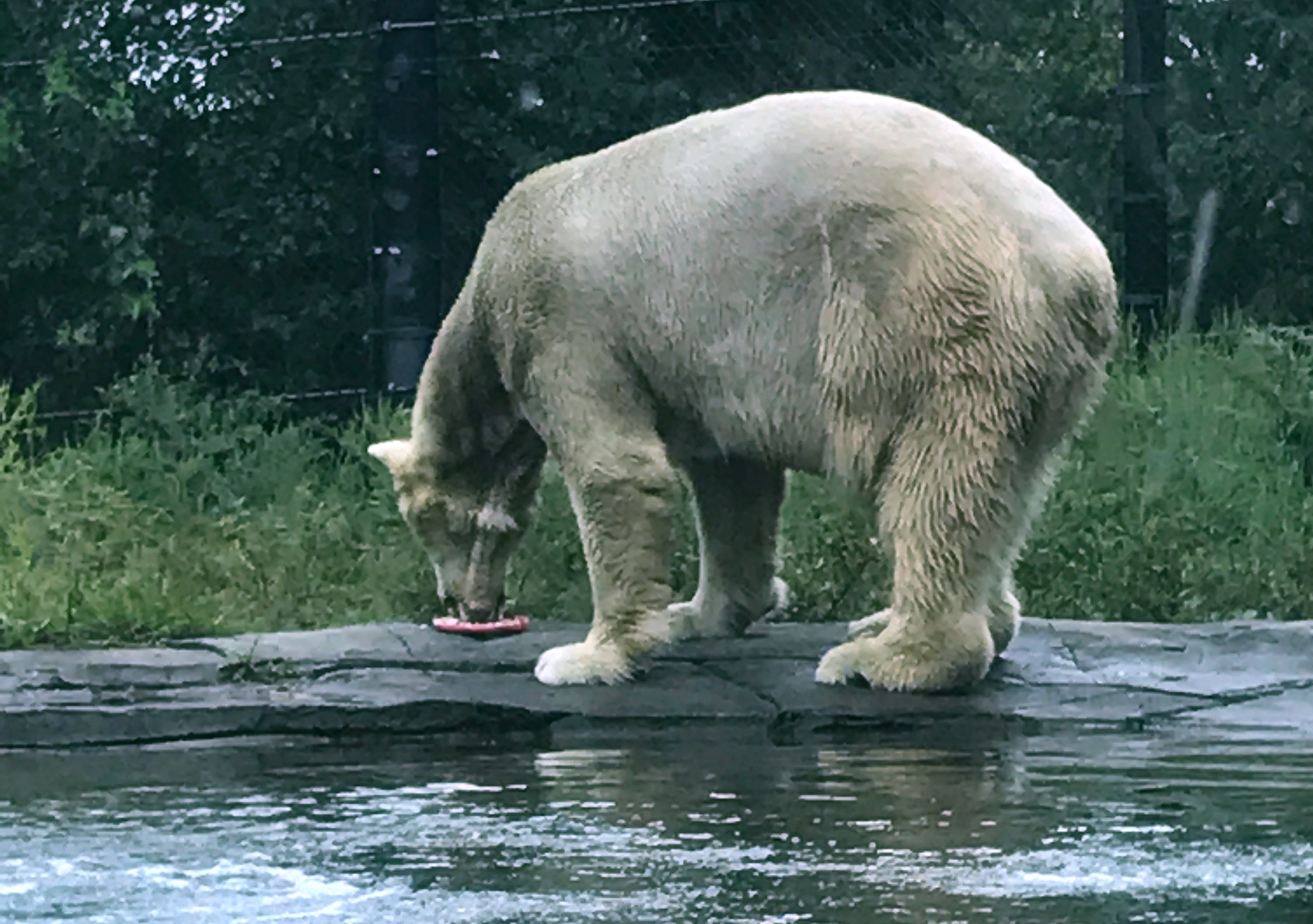 Feeding the Animals at Como Zoo