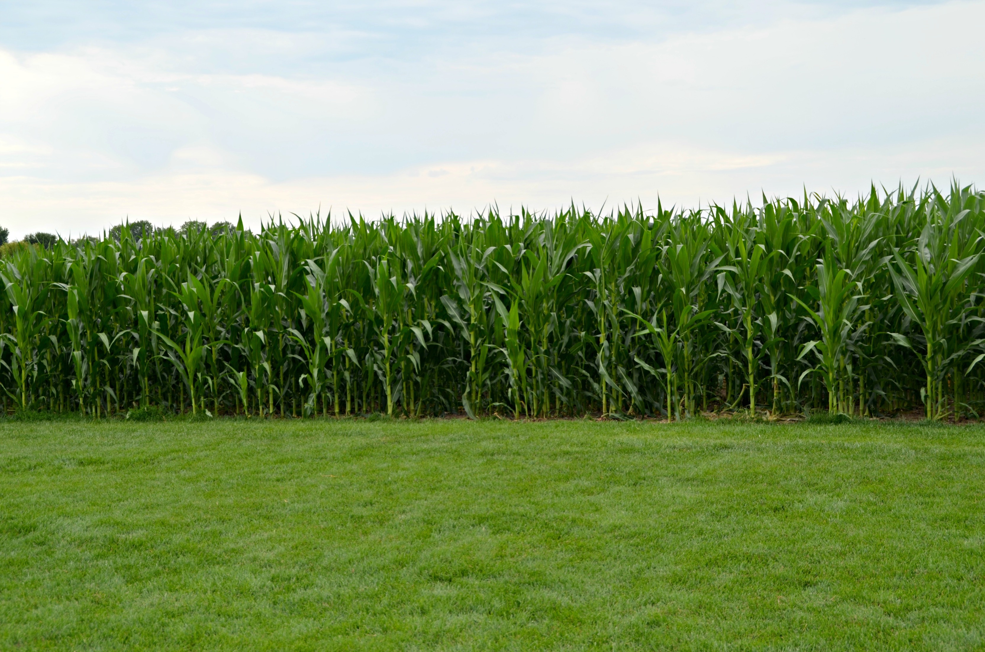 Visiting the Field of Dreams