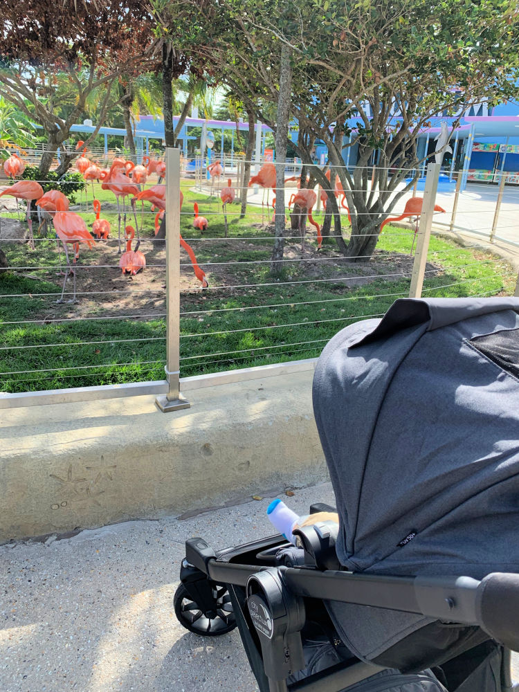 Miami Seaquarium with a Toddler