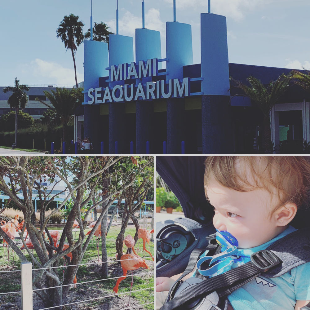 Miami Seaquarium with a Toddler