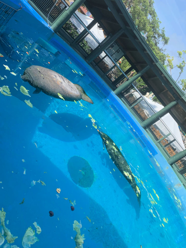 Miami Seaquarium with a Toddler