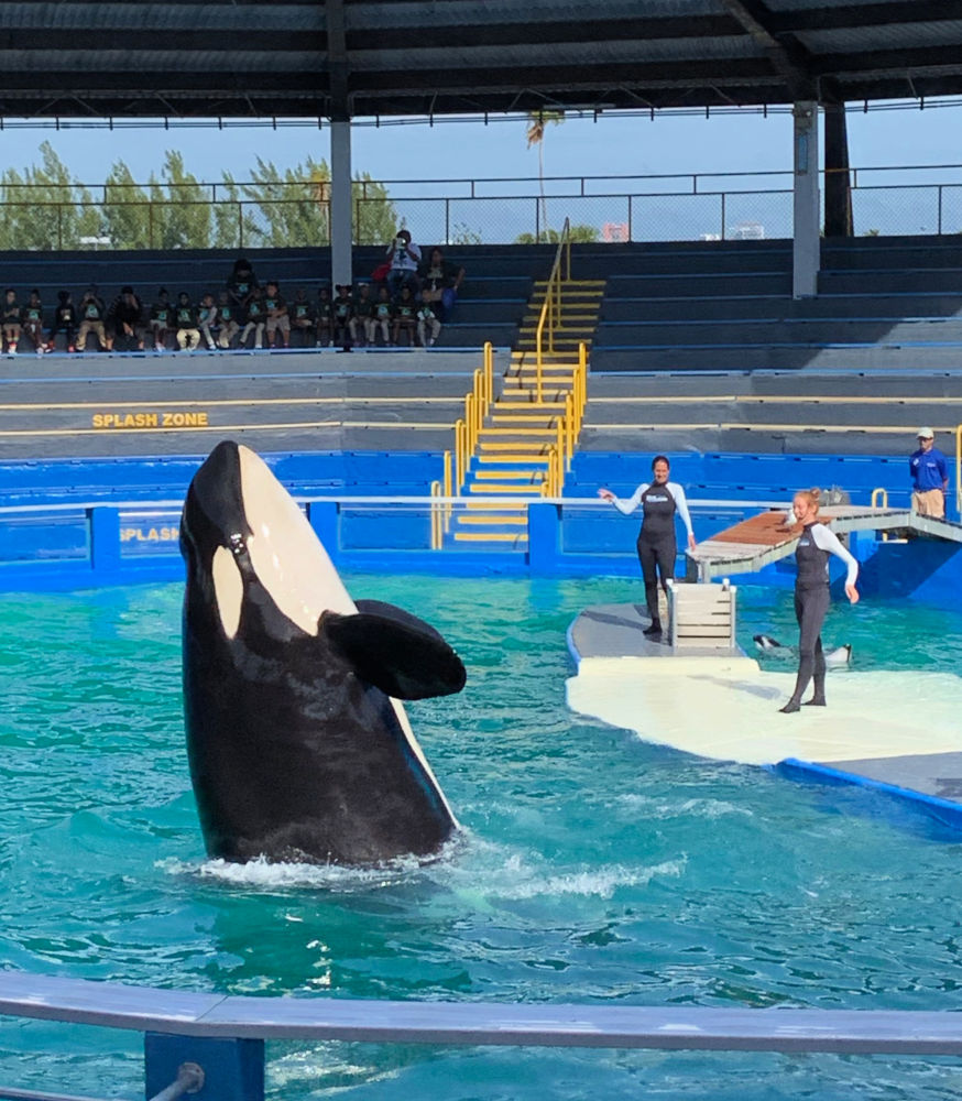 Miami Seaquarium with a Toddler